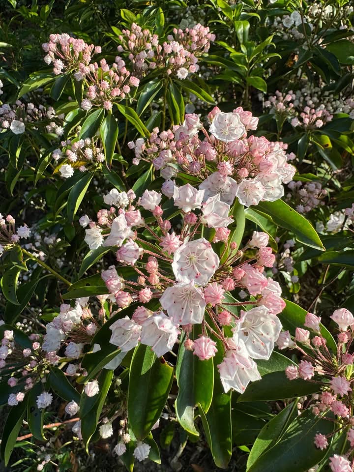 Mountain Laurel on the Mountain